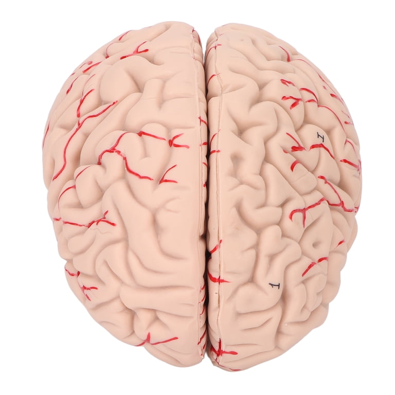 Brain Labeled Top View