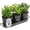 Black, variant on Indoor Herb Garden Planter Set with Tray, Metal Windowsill Plant Pots with Drainage for Outdoor or Indoor Plants, Set/3 (White)