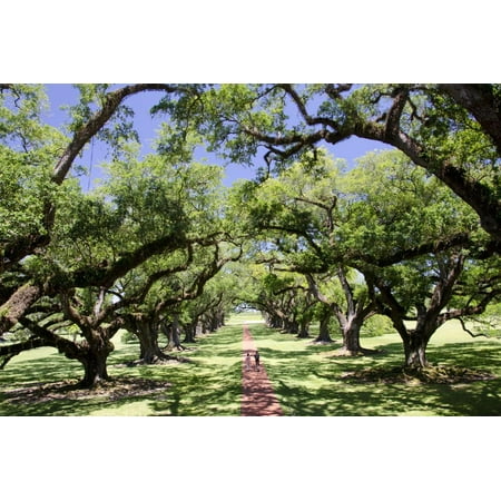 300-Year-Old Oak Trees, Vacherie, New Orleans, Louisiana, USA Print Wall Art By Cindy Miller