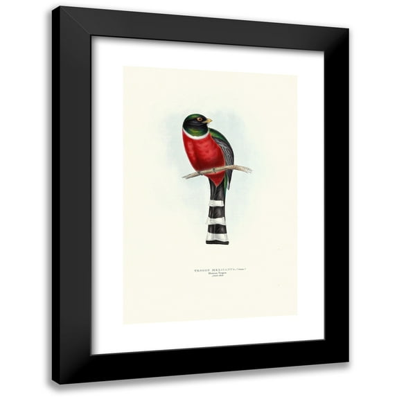 John Gould 11x14 Black Modern Framed Museum Art Print Titled - Mexican Trog (1835-1838)