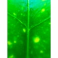thumbnail image 2 of Grayscale 25x32 White Modern Wood Framed Museum Art Print Titled - Green Leaf IX, 2 of 4
