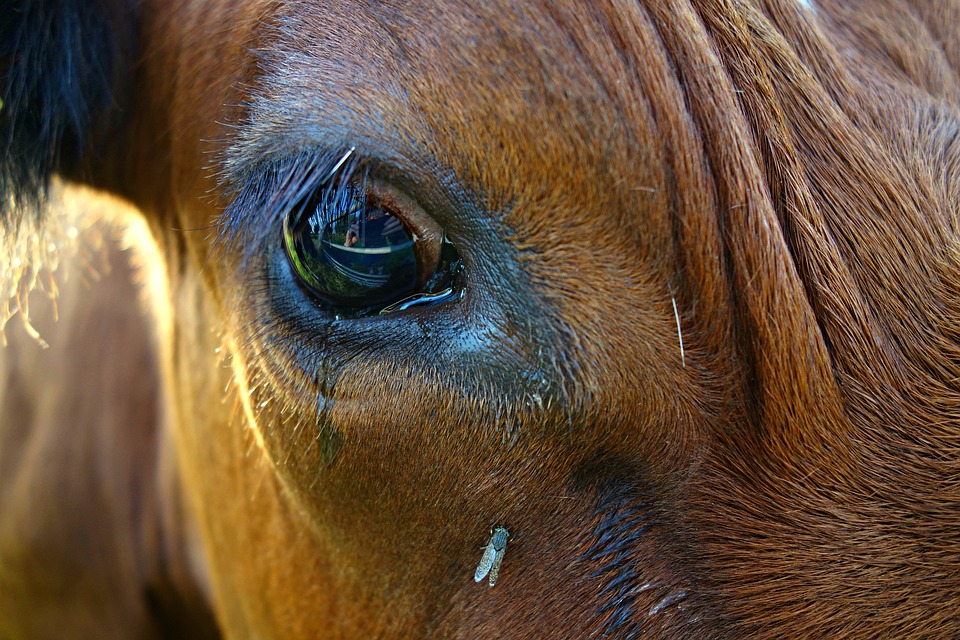 Cow Macro Vision Animal Cow Eye Eye12 Inch By 18 Inch Laminated Poster