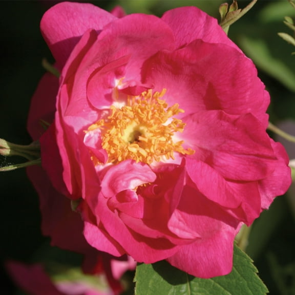 Heirloom Roses Pink Rose Plant - Duchess Of Portland Rose Bush