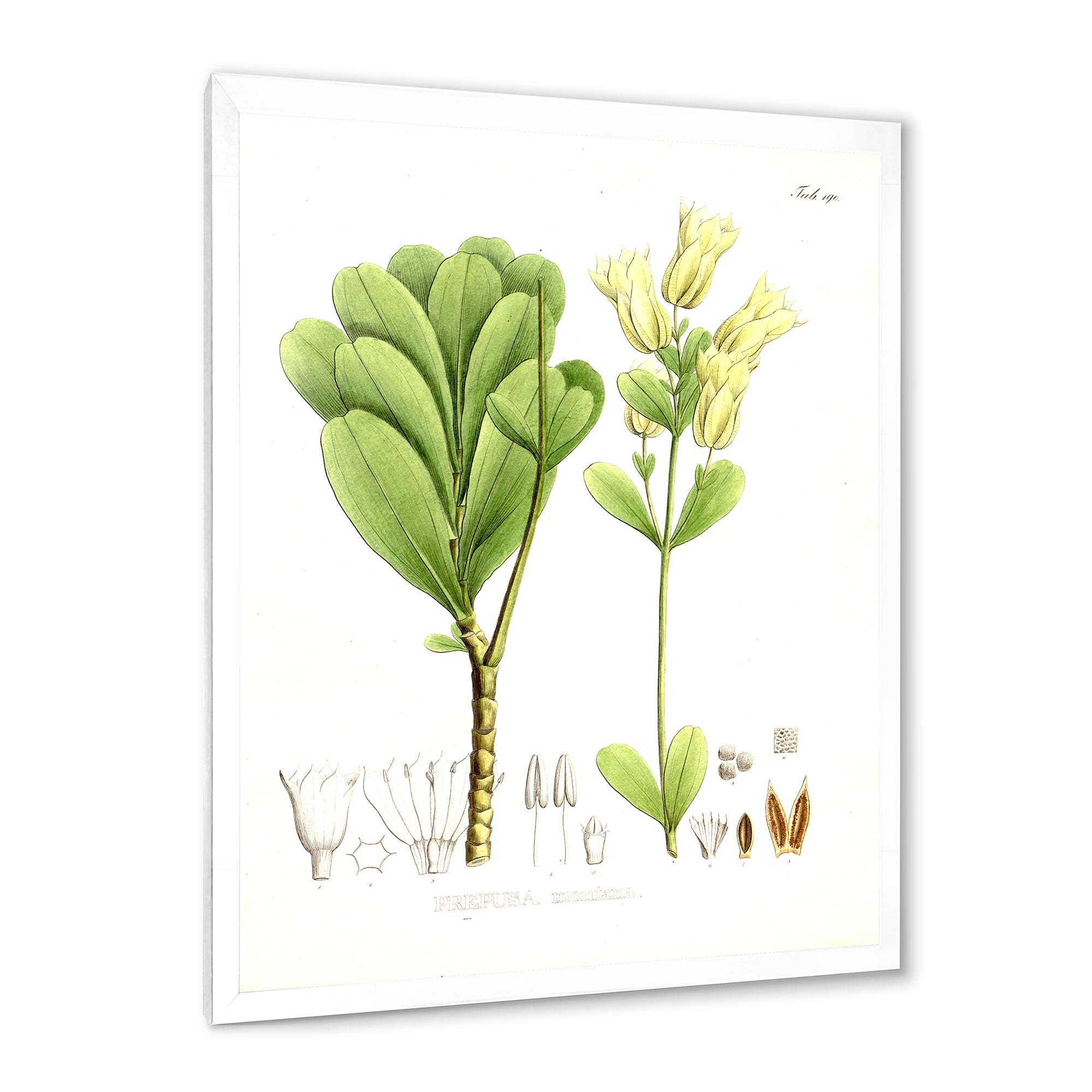 Designart 'Ancient Brazilian Plant III' Traditional Framed Art Print