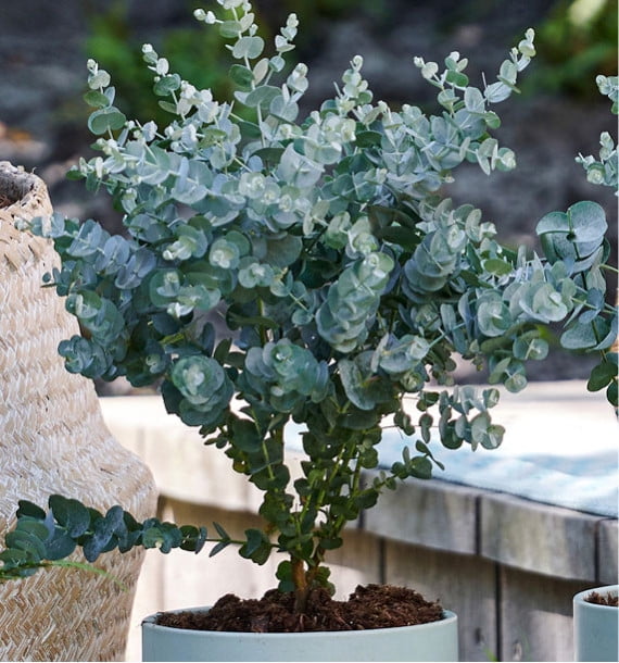 Live Eucalyptus Eucalyptus Plant Tree, Indoor Outdoor Fragrant Baby Blue Eucalyptus in 2.5'' Pot
