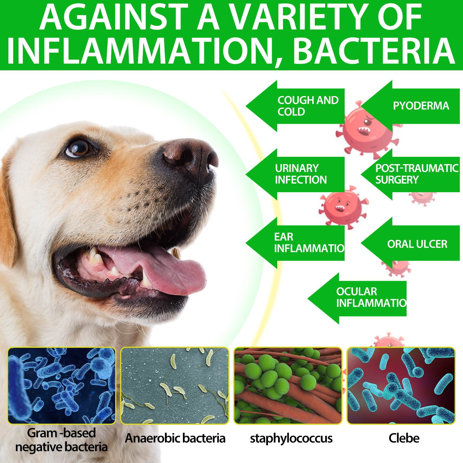 Oimmal Dog Antibiotic Oral Treatment Anti inflammatory Bacterial 60ml Bacon Flavor Walmart