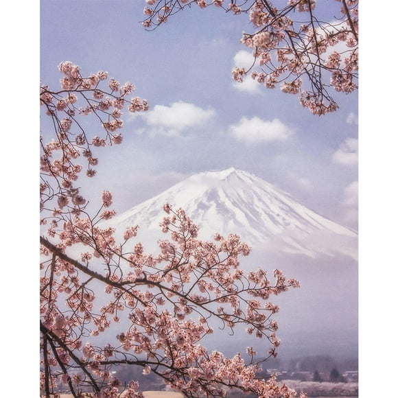 Makiko Samejima Mount Fuji Cherry Blossom Canvas Print