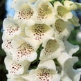 thumbnail image 2 of Outsidepride 50 Foxglove Flower Seeds, Camelot Cream, Attracts Hummingbirds, 2 of 2