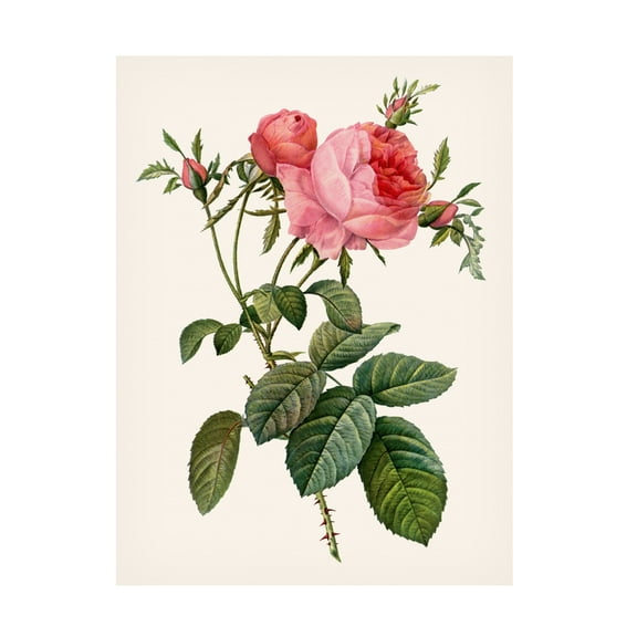 Pierre Redoute 'Redoutes Rose II' Canvas Art