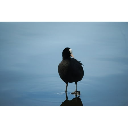 Canvas Print Water Bird Coot Fulica Atra Duck Ralle Stretched Canvas 10 x 14