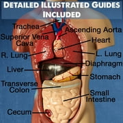 Evviva Sciences Human Heart, Torso and Skeleton Models - Best Set of 3 Hands-On 3D Model Study Tools for Anatomy and Physiology Students - with Anatomical Guide by Physicians - Learning Kit