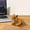 A, variant on Liyamei Bobble Head Chihuahua Car Decoration Nodding Dog Ornaments High Emulation Dog Crafts Dog Lover For Car Vehicle Desk Tabletop Baby Kids Toy