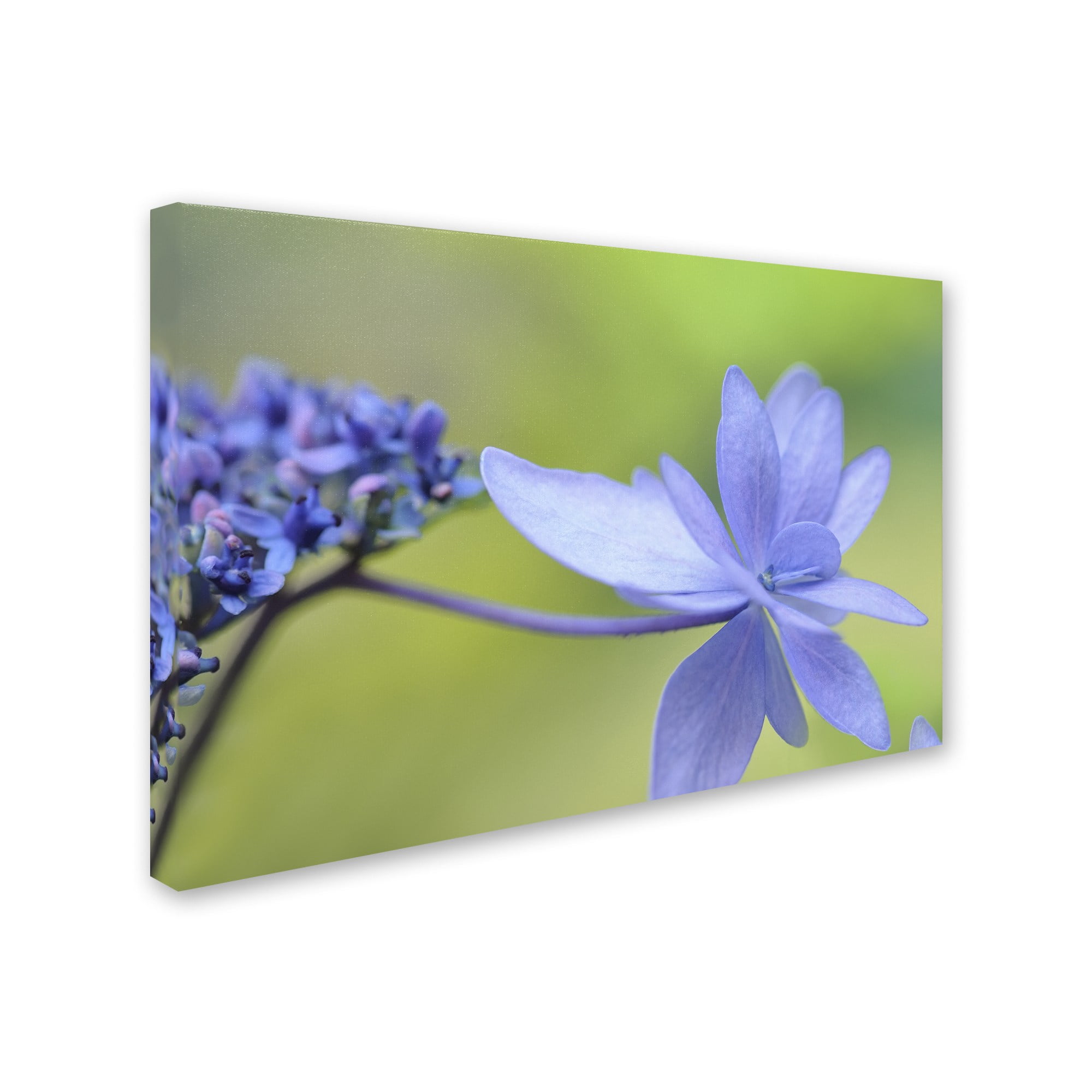 Trademark Fine Art 'Blue Hydrangea' Canvas Art by Cora Niele