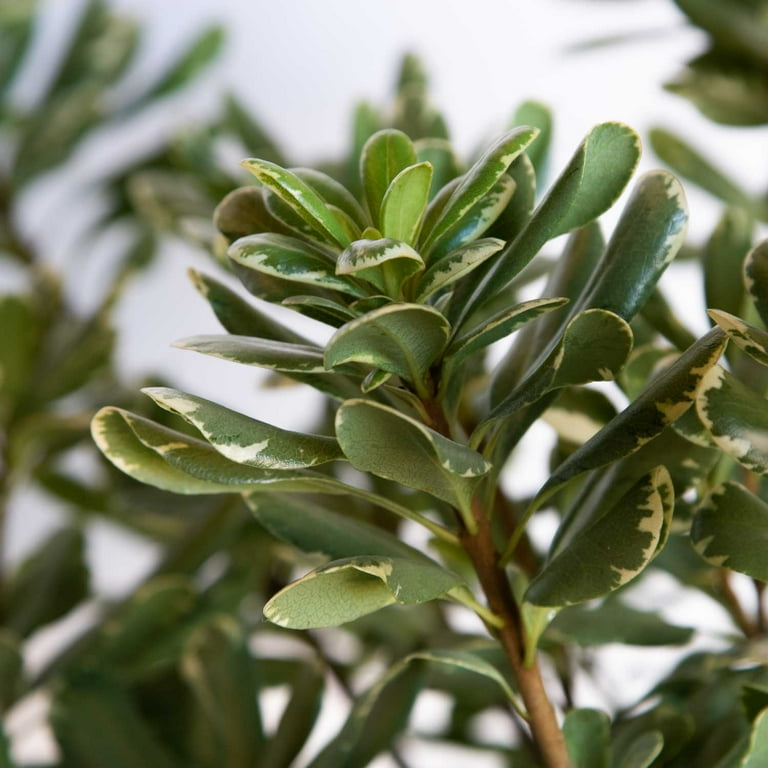 Expert Gardener Variegated Pittosporum 'Japanese Mock Orange' (2.5