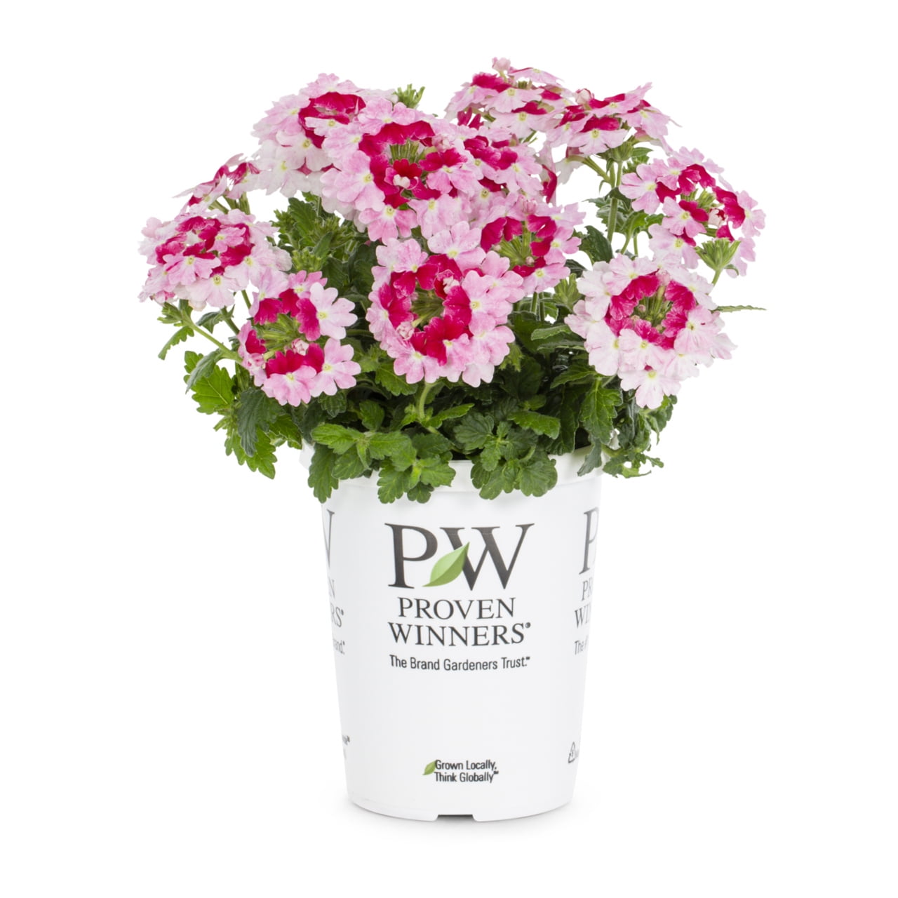 Proven Winners 1.5PT Multicolor Rose Verbena Live Annual Plant Sun 5-Pack