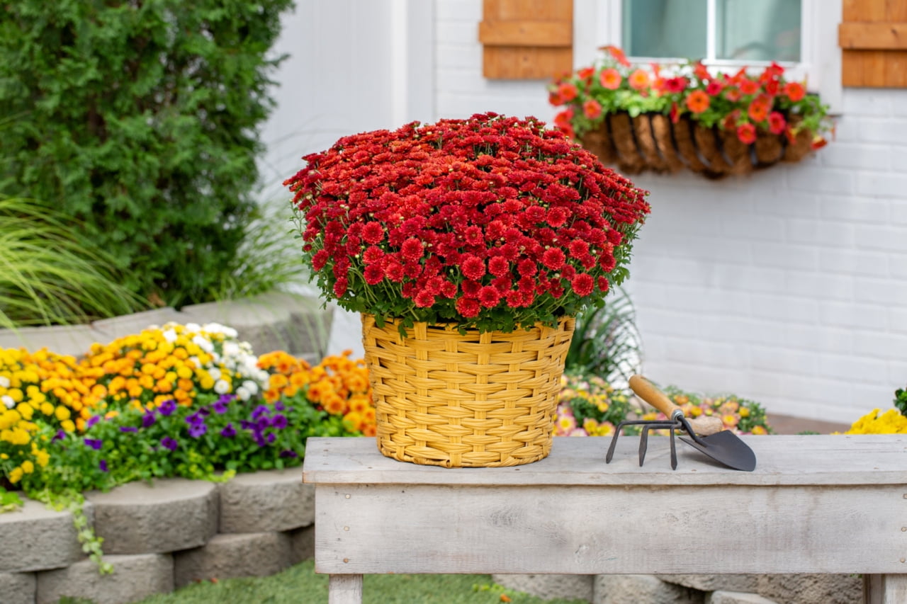 Better Homes & Gardens 2.5G Red Garden Chrysanthemum Plant Decorative Basket Sun