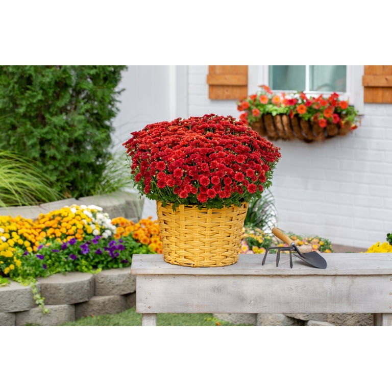 Better Homes & Gardens 2.5G Red Garden Chrysanthemum Plant