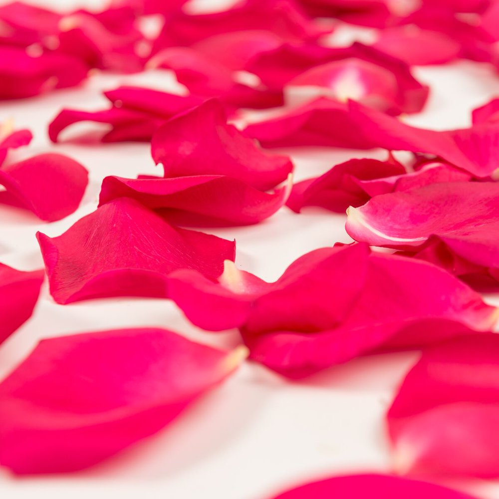 Hot Pink Rose Petals Approximately 3000 Units
