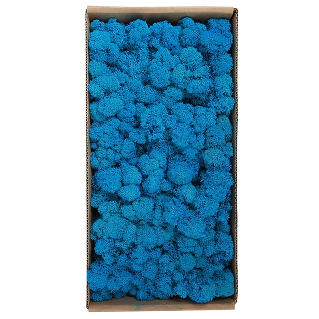 Amdohai Mousse Préservée Décoration Murale Vraie Mousse Préservée Aucun Entretien Requis