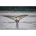 thumbnail image 2 of Sederquist, Betty 14x11 Gold Ornate Wood Framed with Double Matting Museum Art Print Titled - This whale shows off its unusually light colored fluke near Point Adolphus-Alaska, 2 of 4