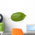 thumbnail image 1 of Mitragyna Speciosa Wall Mural by Wallmonkeys Peel and Stick Graphic (18 in W x 12 in H) WM71819, 1 of 4
