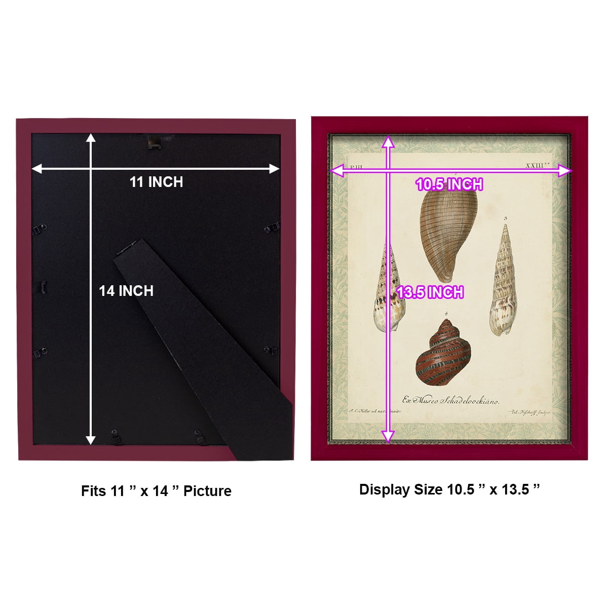 Bookplate Shells V - Framed Print w/glass - Cherry Red