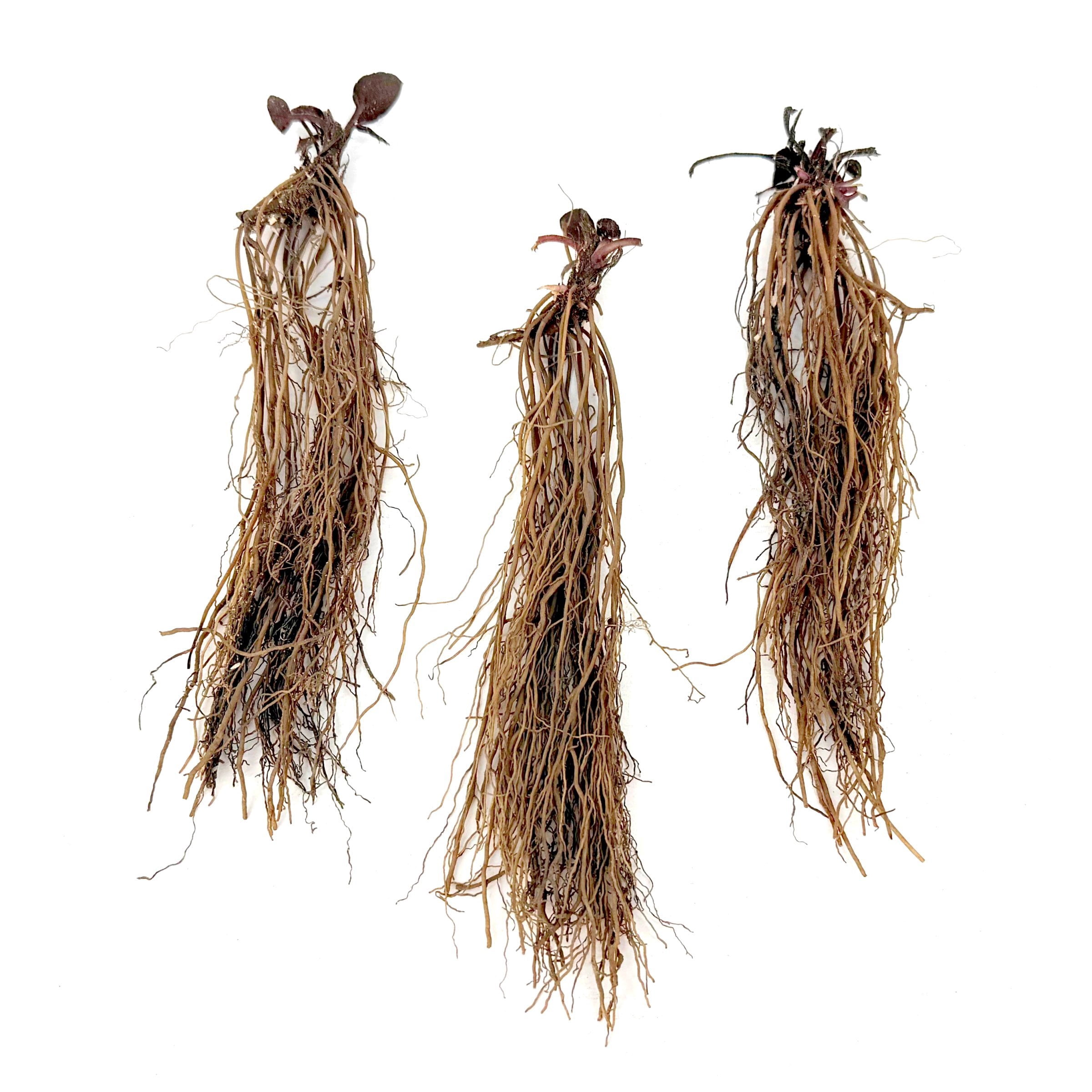 National Plant Network Bare Root Black Eyed Susan Goldsturm Perennial Plant (3-Pack)