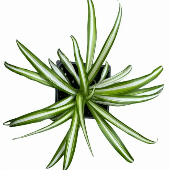 Variegated Spider Plant (Chlorophytum comosum 'Vittatum') in 2.5-inch Pot by Smoke Camp Crafts - Airplane Plant, Ribbon Plant, Green Edge