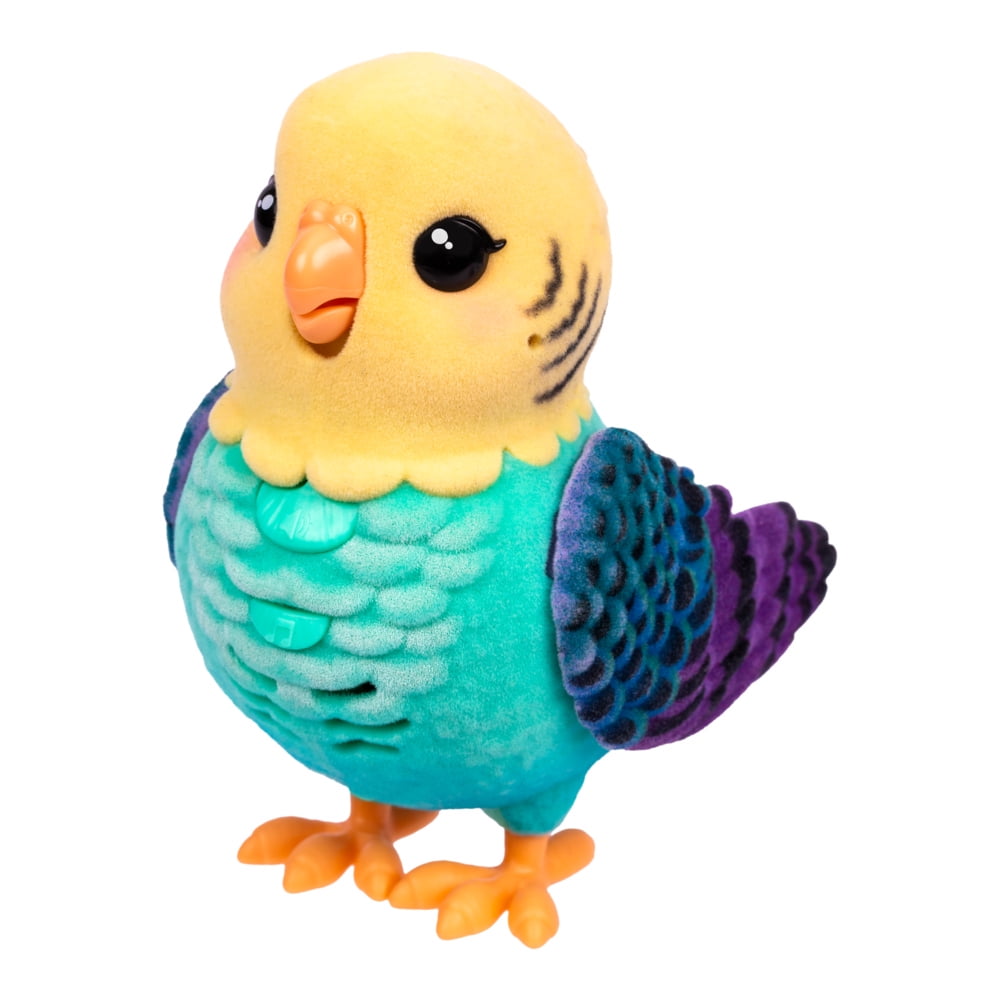 Petits animaux vivants Oiseau et cage Indie