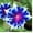 All 6 types - Packed Individually, variant on CZ Grain 100 Morning Glory Flower Climbing Vine Plant Seeds