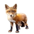 thumbnail image 2 of Curinga, Kim 12x12 Gold Ornate Wood Framed with Double Matting Museum Art Print Titled - Lil Fox Standing, 2 of 4