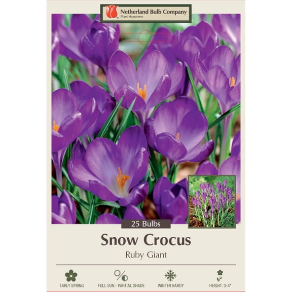 Ruby Giant Snow Crocus - Very Hardy - Perennial - 25 Bulbs - 5/  cm Bulbs
