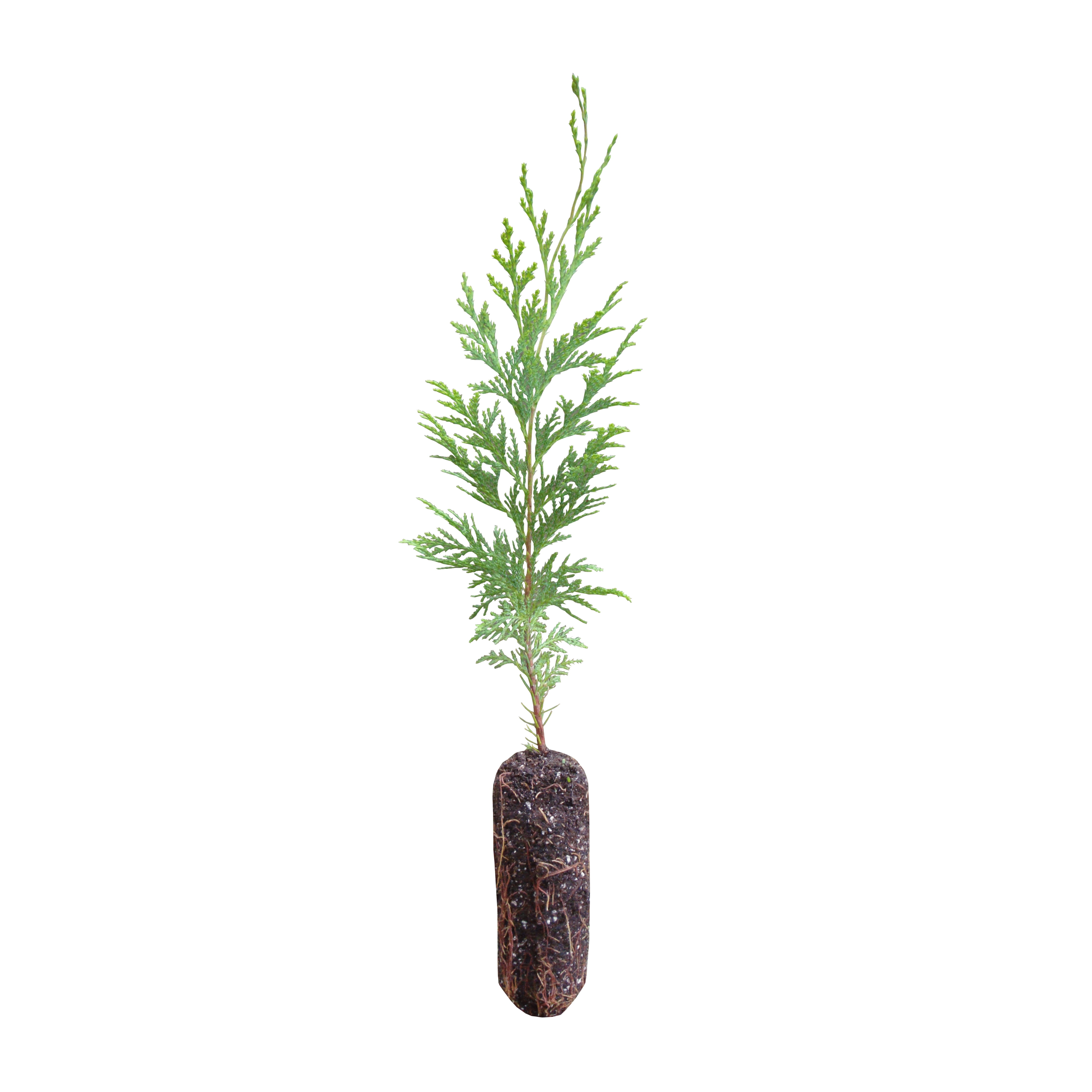 Port Orford Cedar Medium Tree Seedling The Jonsteen Company