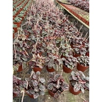 BubbleBlooms Peperomia Luna Red Ripple Wholesale Bulk Plants 4 inch 15-Pack