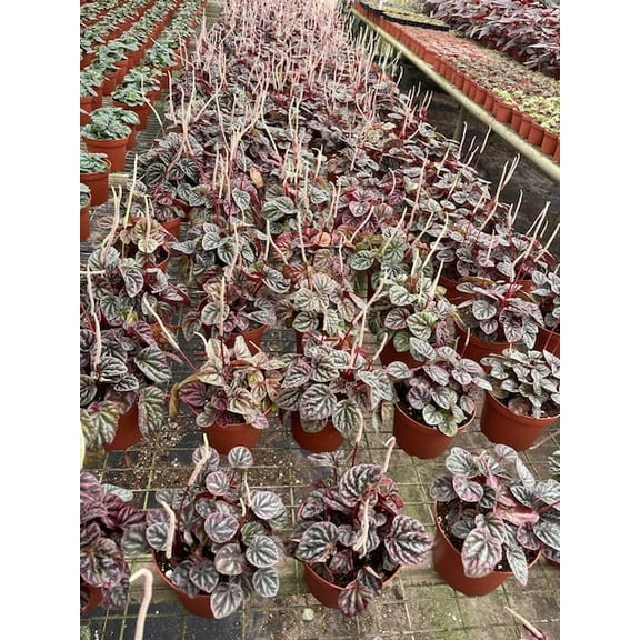 BubbleBlooms Peperomia Luna Red Ripple Wholesale Bulk Plants 4 inch 15-Pack