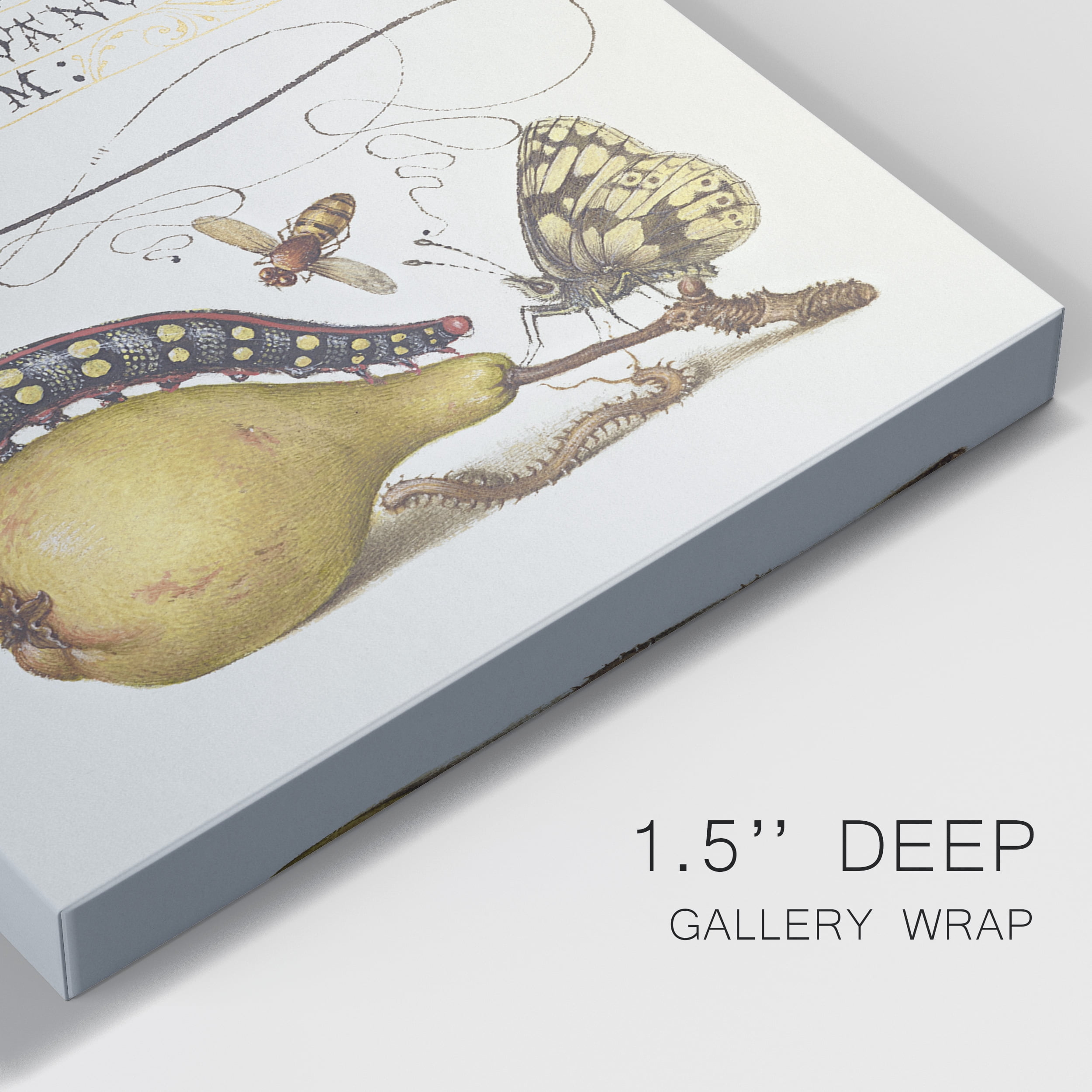 Fly, Caterpillar, Pear, and Centipede Premium Gallery Wrapped Canvas - Ready to Hang - 40 x 60