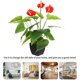 thumbnail image 3 of 1 planta artificial de anturio, bonsái, planta falsa en maceta, decoración del hogar, 3 of 6