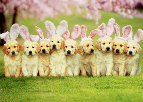Avanti Press Row Of Puppy Bunnies Dog Easter Card - Walmart.com