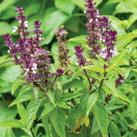 TomorrowSeeds - Anise Basil Seeds - 4500+ Count - For 2026 Planting Ocimum Basilicum Anethole