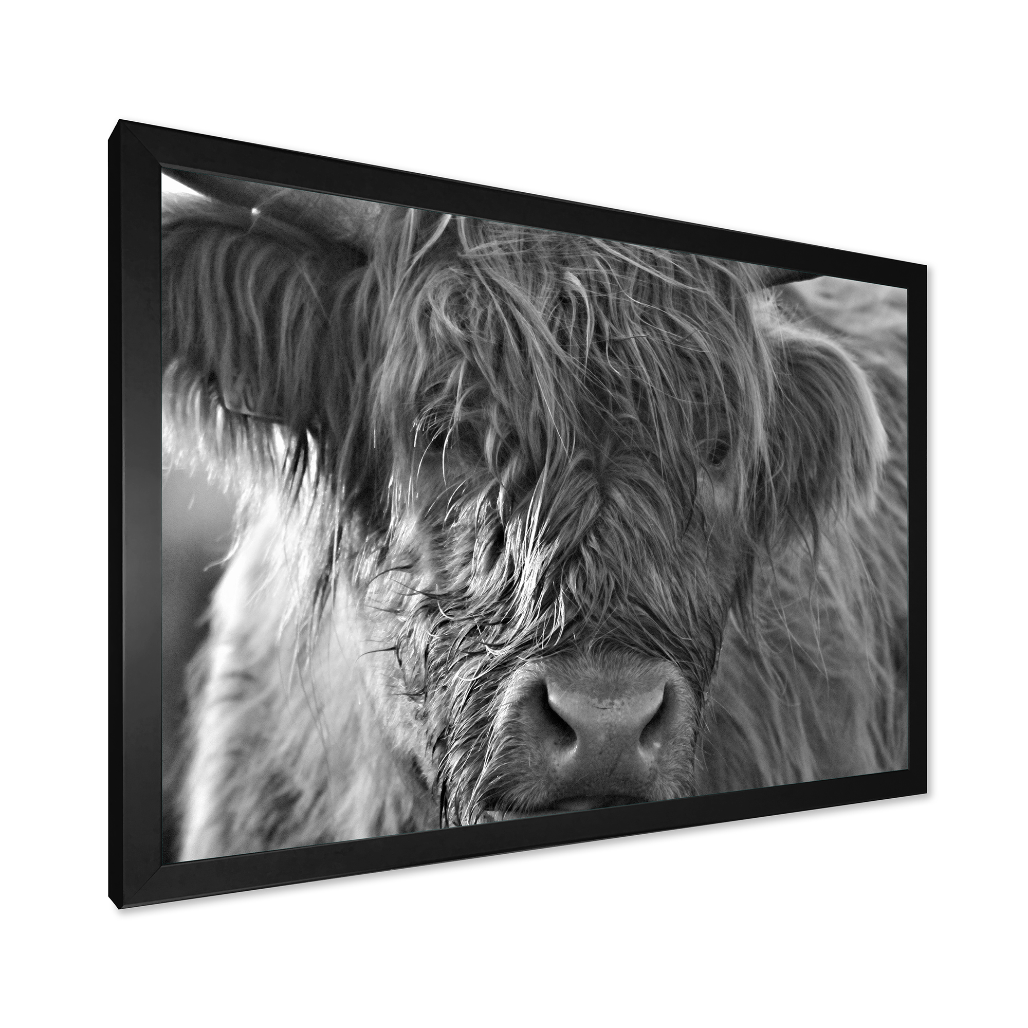 Designart 'Close Up Scottish Highland Cows Living On Moorland' Farmhouse Framed Art Print