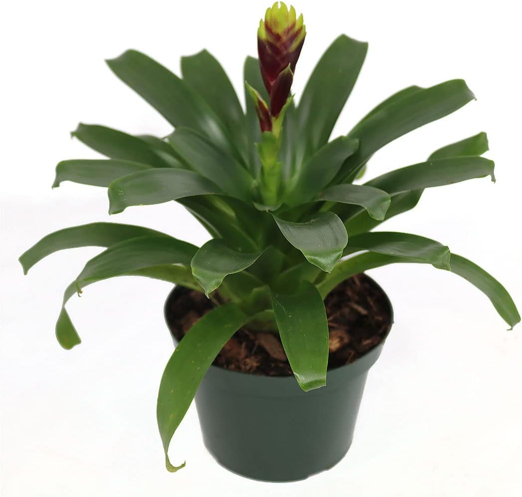 American Plant Exchange Vriesea Vogue Bromeliad - Thumbnail 4