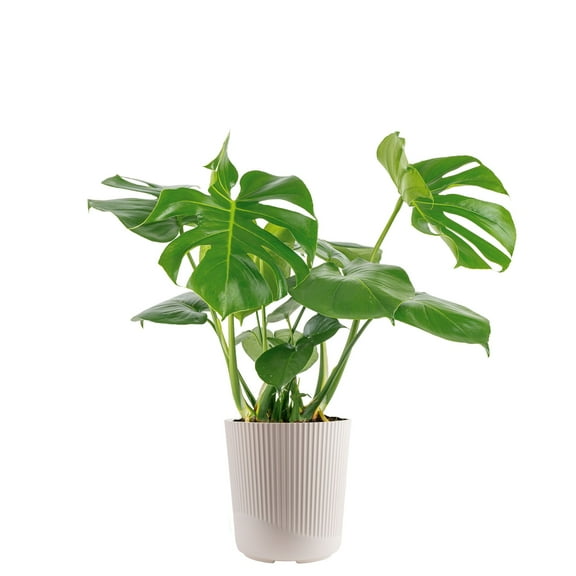 Costa Farms 24-38" Tall Monstera Deliciosa, Bright Indirect Sunlight, Indoor Live House Plants
