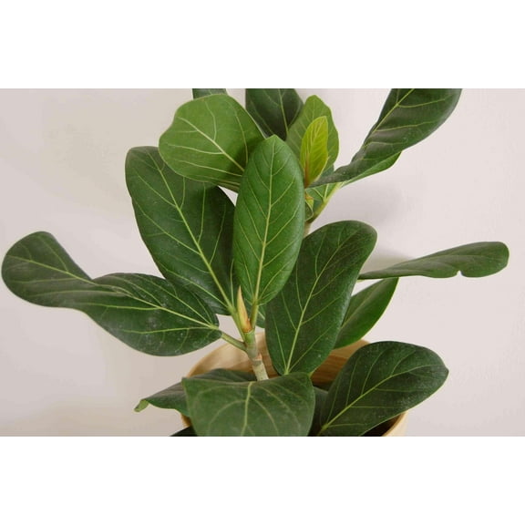 Audrey Fig-Ficus 'Audrey'-Beautiful Indoor Plant 6" Pot