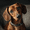 Cat, variant on Dachshund Dog Canvas Wall Art, Pet Lover Gift Household Decoration