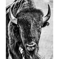 thumbnail image 3 of PHBurchett 12x14 Black Modern Framed Museum Art Print Titled - Buffalo Portrait, 3 of 5