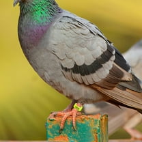 LULULION 100pcs Yellow Pigeon Identification Rings Pp Circular For Pigeons And Small Birds Poultry Farm Management