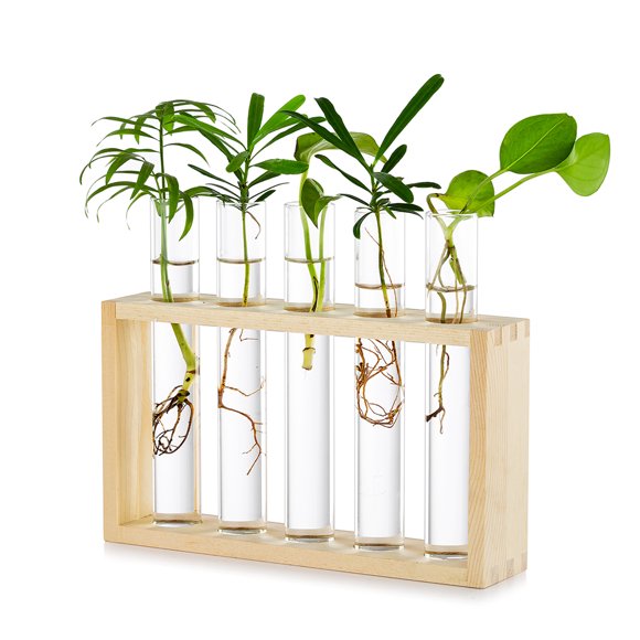 Jardinière Murale en Verre Station de Propagation Moderne 5 Tubes à Essai Vase à Bourgeons de Fleurs en Bois Support de Table Terrarium pour Plantes Hydroponiques Découpages Décoration de Bureau Maison, Cadeau pour Amateur de Plantes