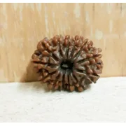 Ankita Gemstones Thirteen Face Brown Rudraksha Beads, 1 Count