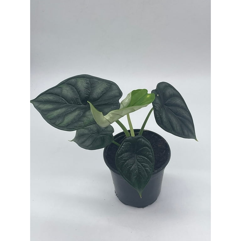 Florida House Plants Alocasia 4 Florida House Plants Alocasia 4