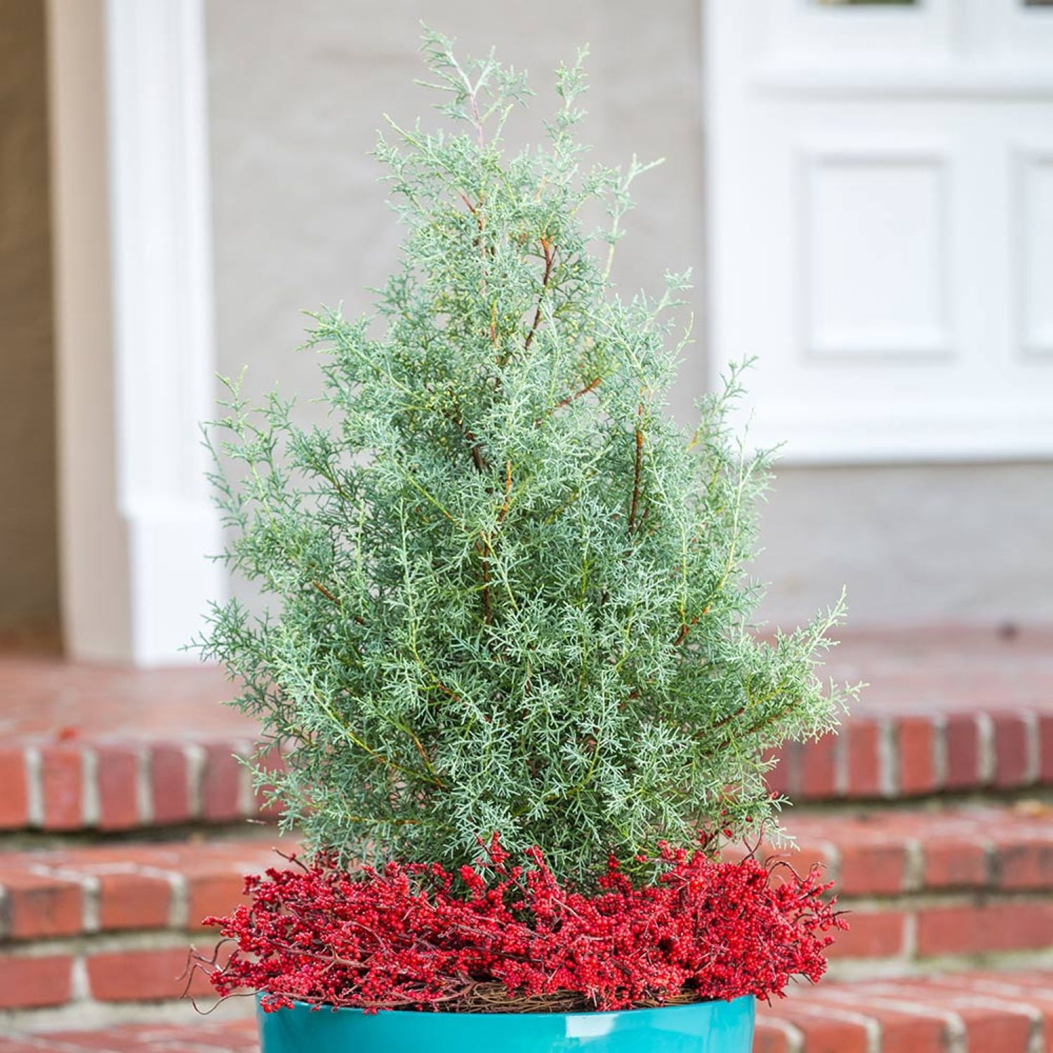 Expert Gardener Carolina Sapphire Arizona Cypress (2.5 Gallon) Evergreen Tree with Blue-Grey Foliage - Full Sun